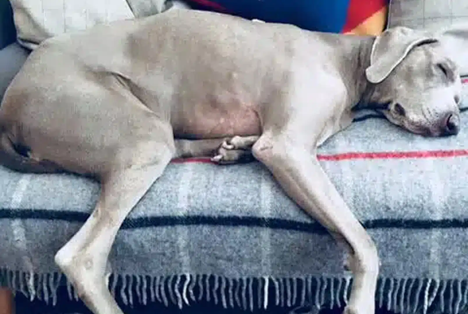 dog hotel dog hotel